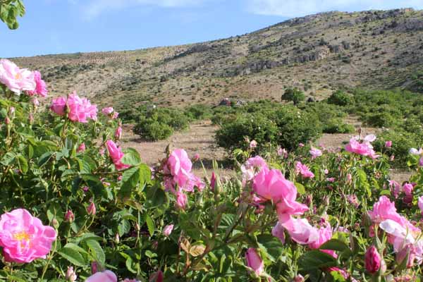 تصویر 4 از گل محمدی بوته ای تازه با عطر طبیعی و ماندگاری بالا
